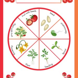 Tomato Life Cycle Circle Diagram