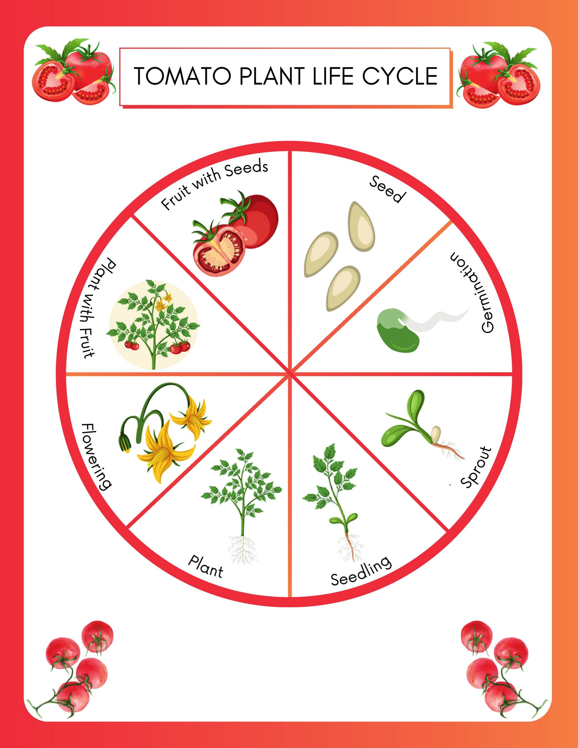 Tomato Life Cycle Circle Diagram