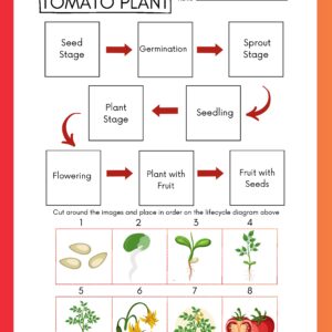 Tomato Plant Life Cycle Diagram